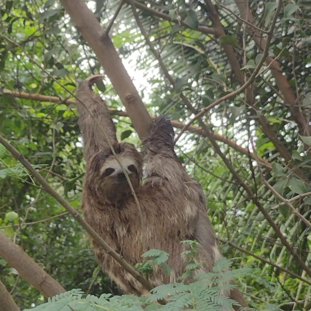 Plano para Conservação da Biodiversidade